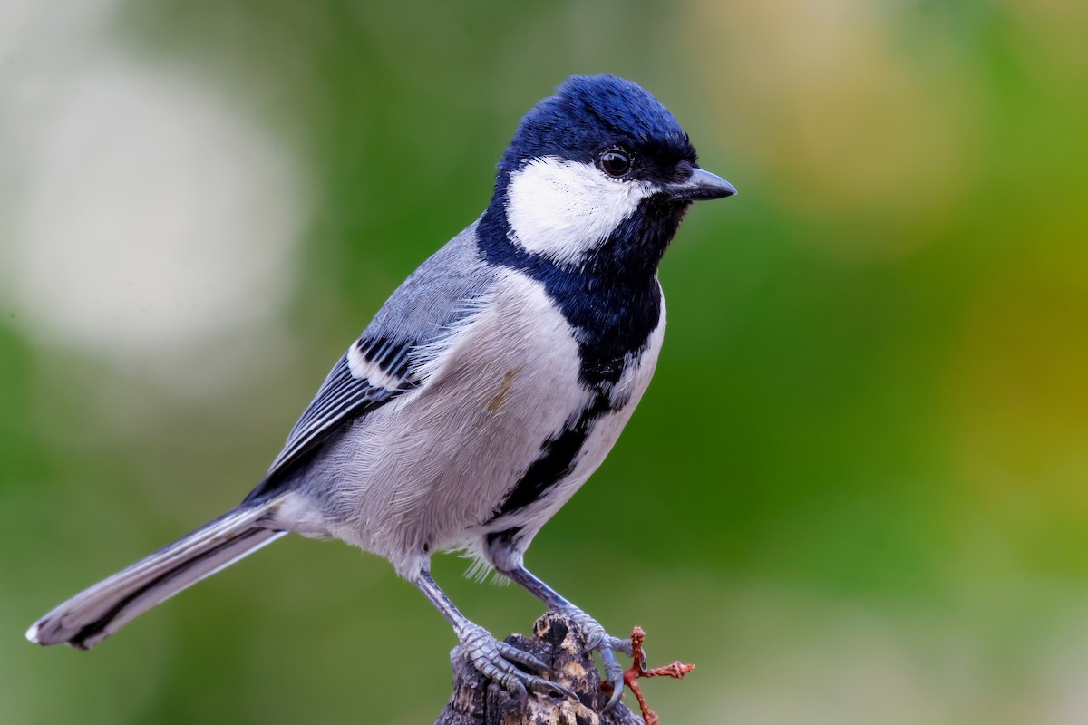 Asian Tit (Cinereous) - ML615988377