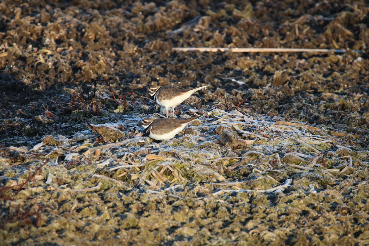 Killdeer - ML615988382