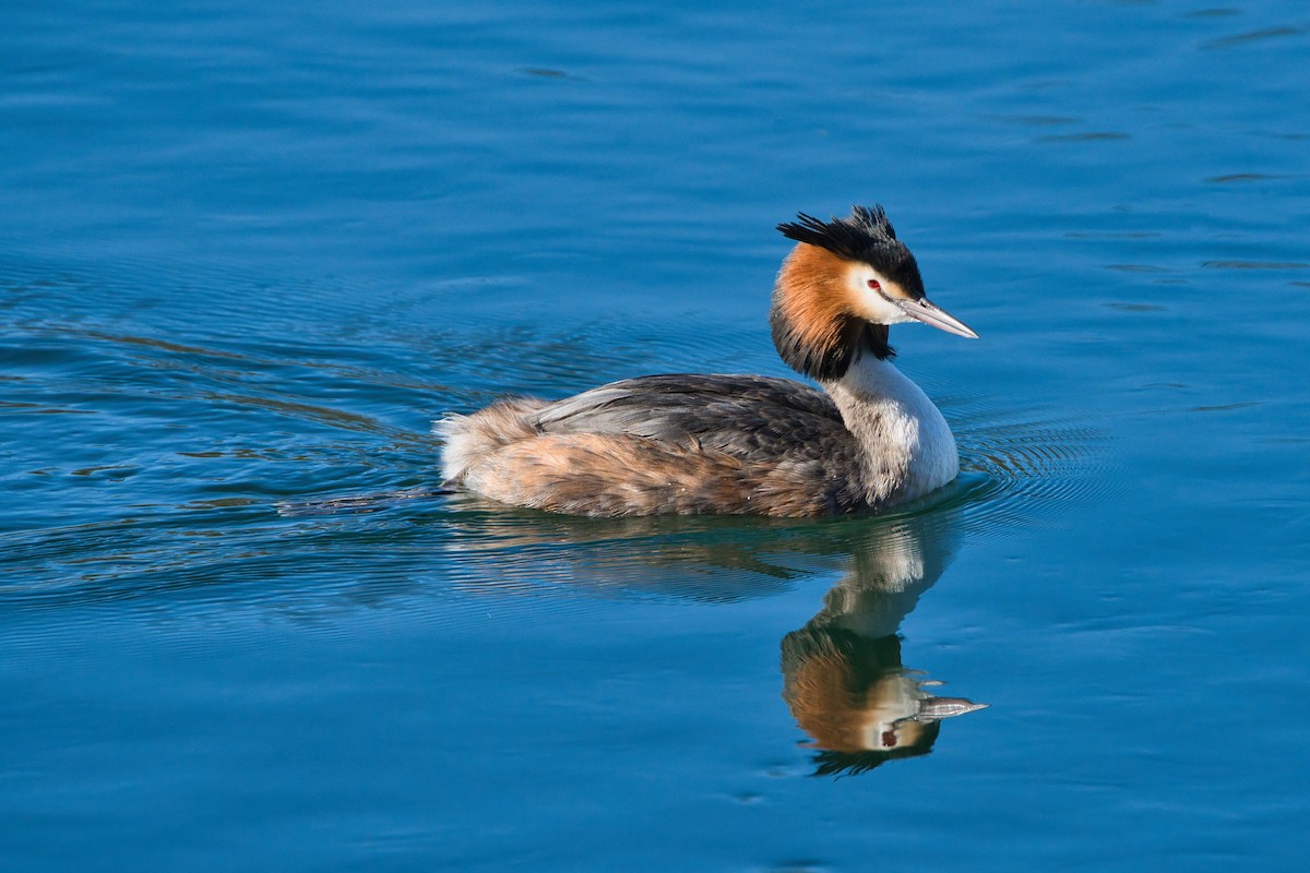 Great Crested Grebe - ML615988409