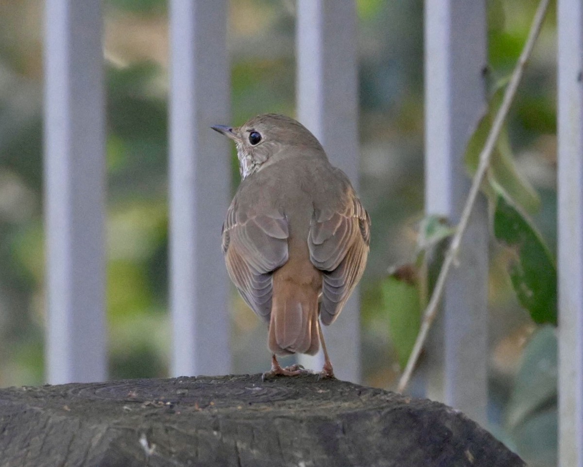 Hermit Thrush - ML615988453