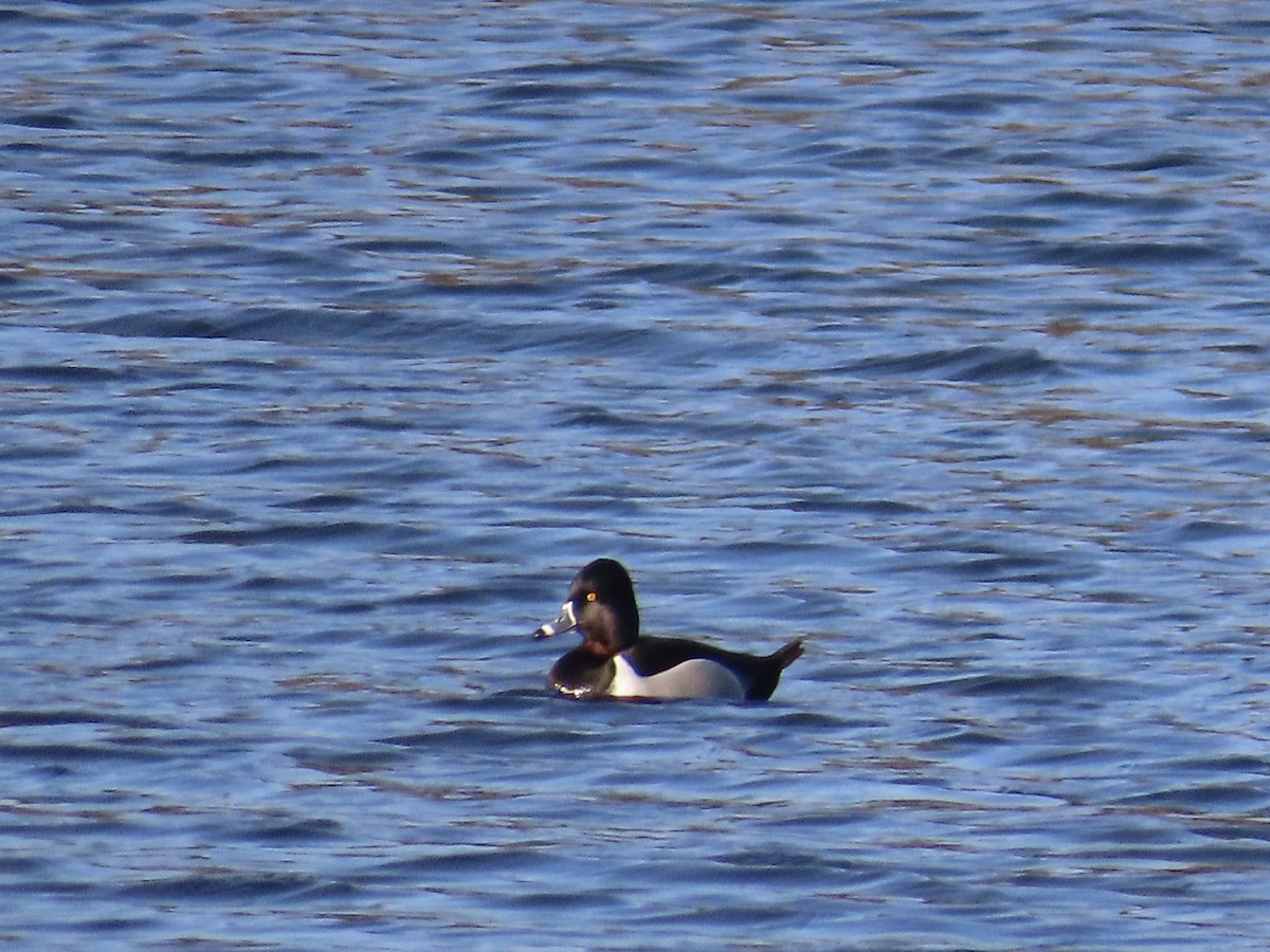 Ring-necked Duck - Amy Burlingame