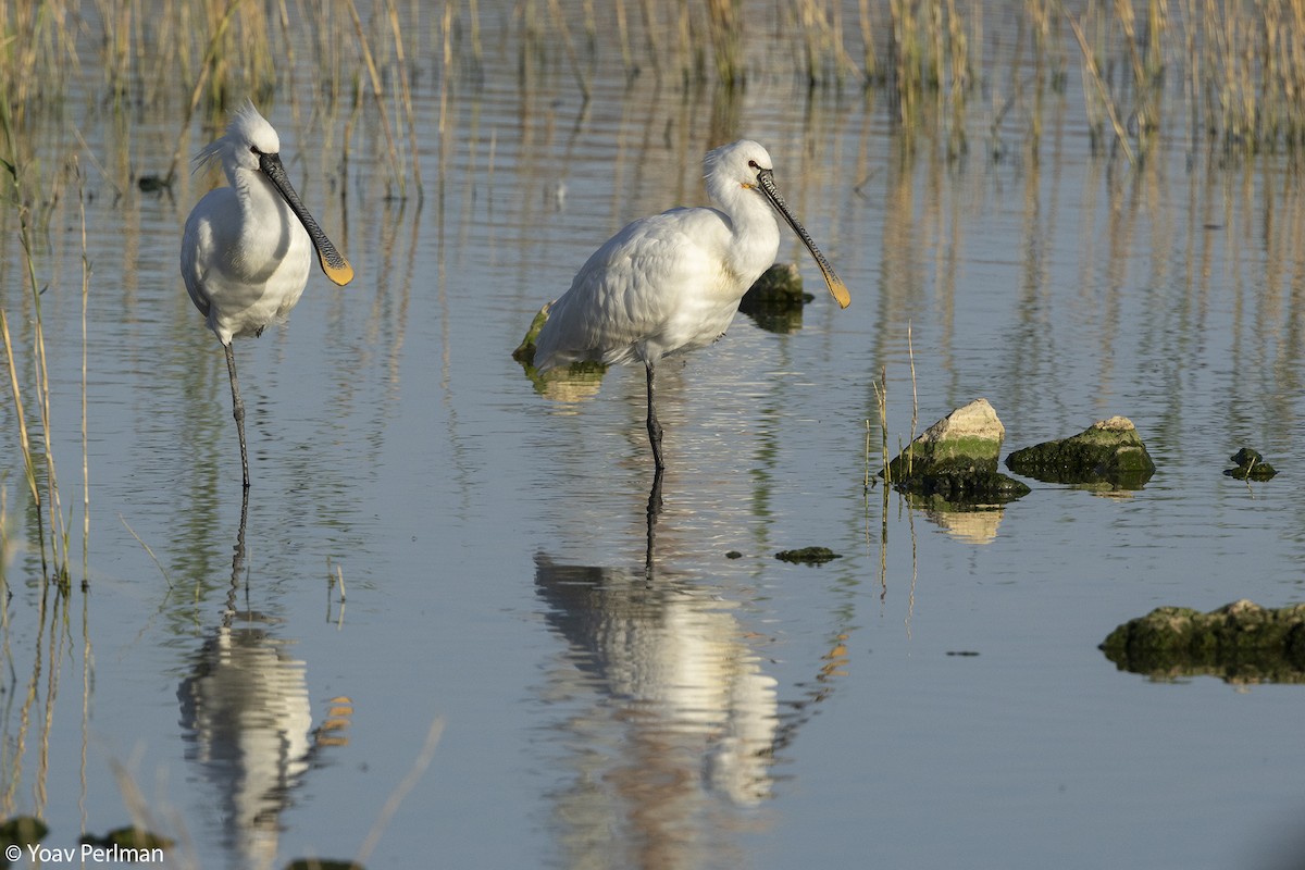 Eurasian Spoonbill - Yoav Perlman