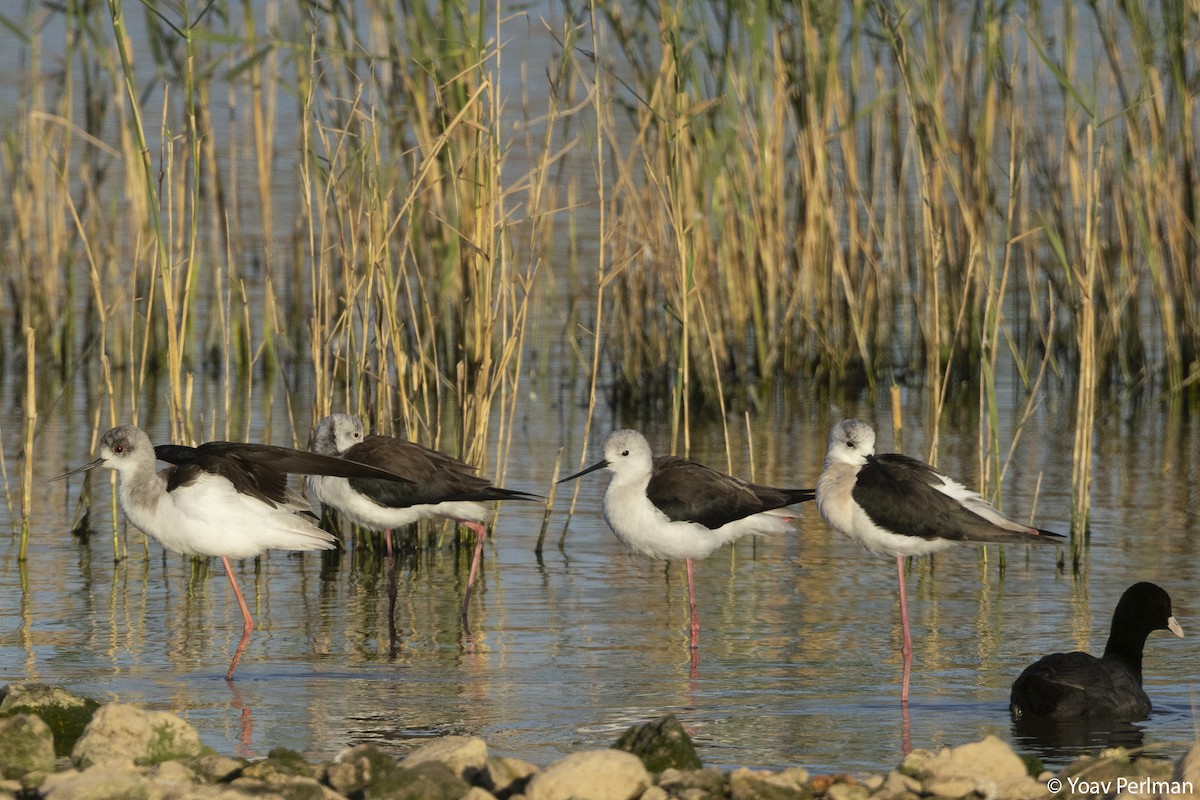 Black-winged Stilt - ML615988487