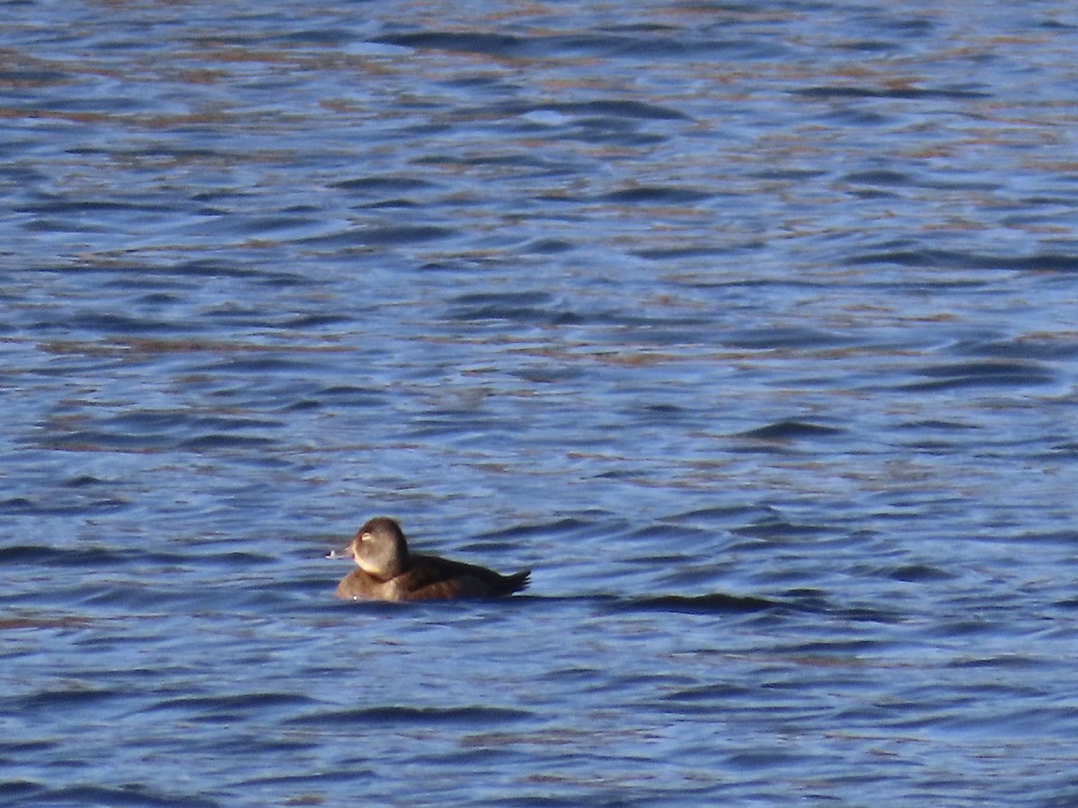 Ring-necked Duck - ML615988492