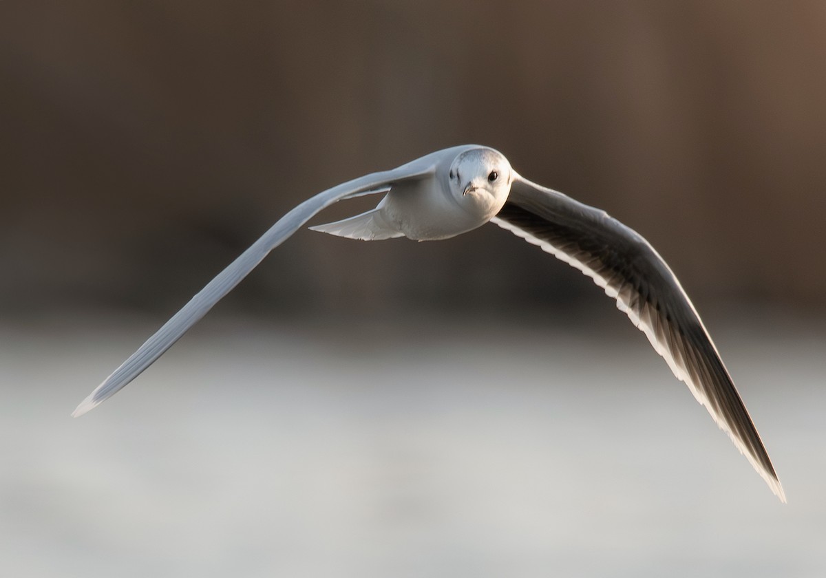 Little Gull - ML615988500