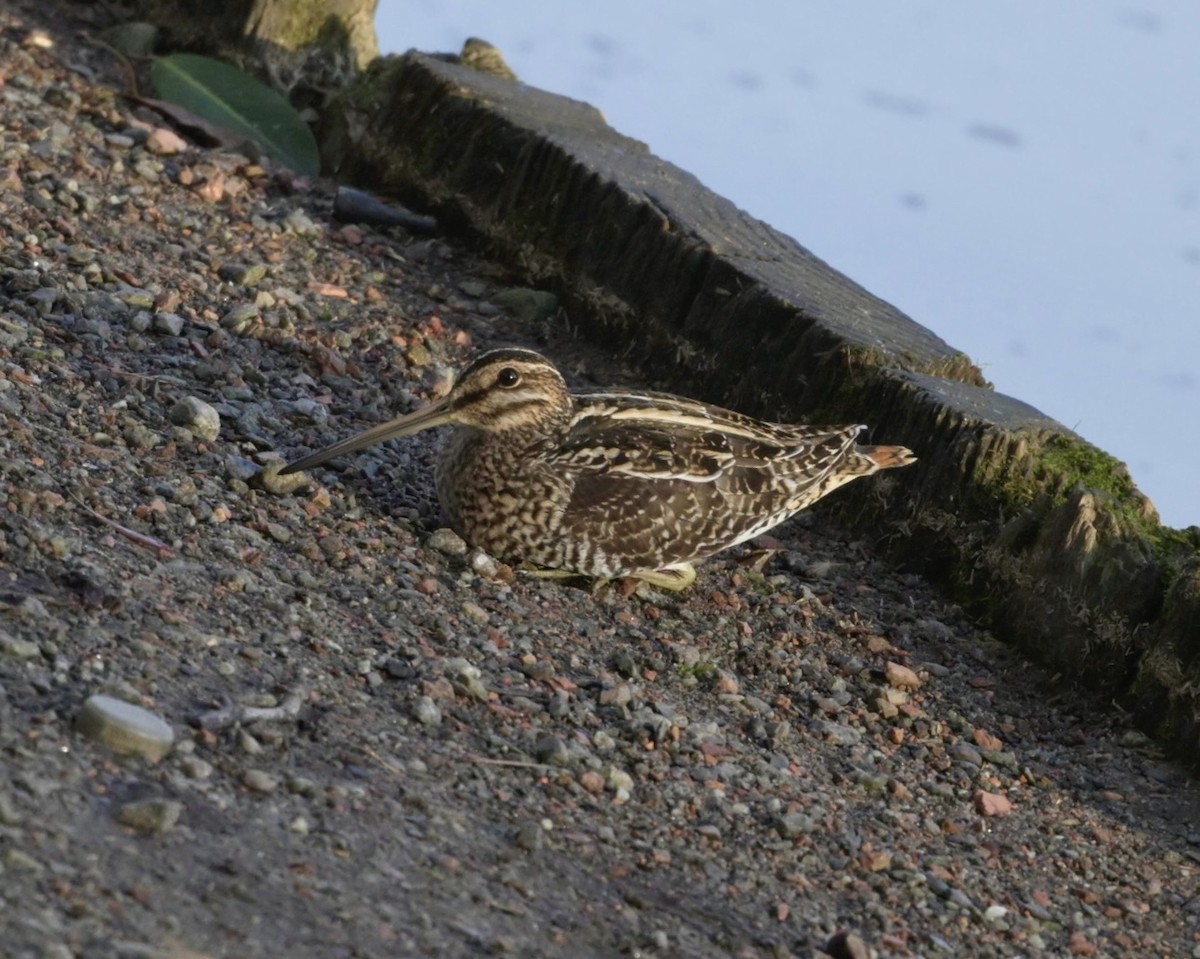 Wilson's Snipe - David Joiner