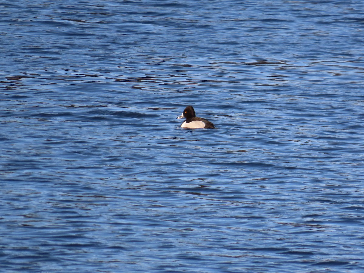 Ring-necked Duck - Amy Burlingame