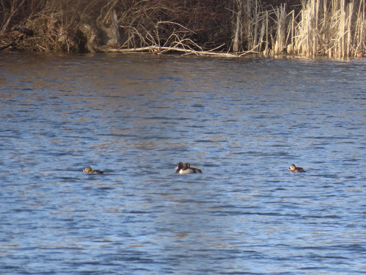 Ring-necked Duck - ML615988557