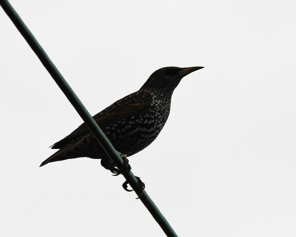 European Starling - ML615988560