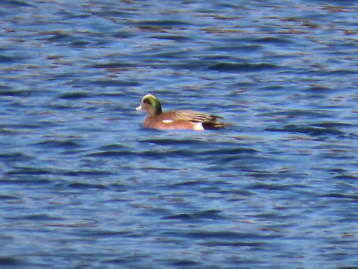 American Wigeon - ML615988595