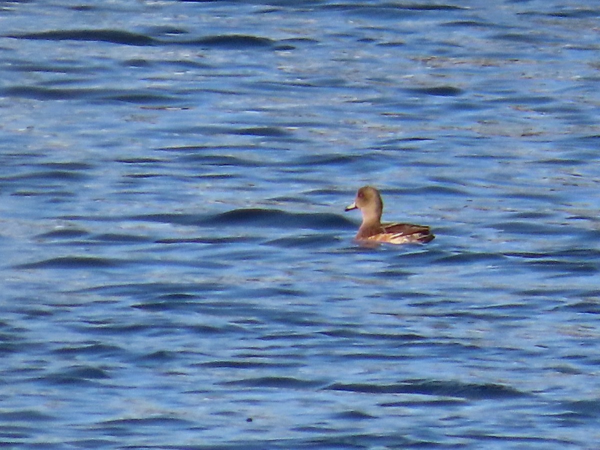 American Wigeon - ML615988599