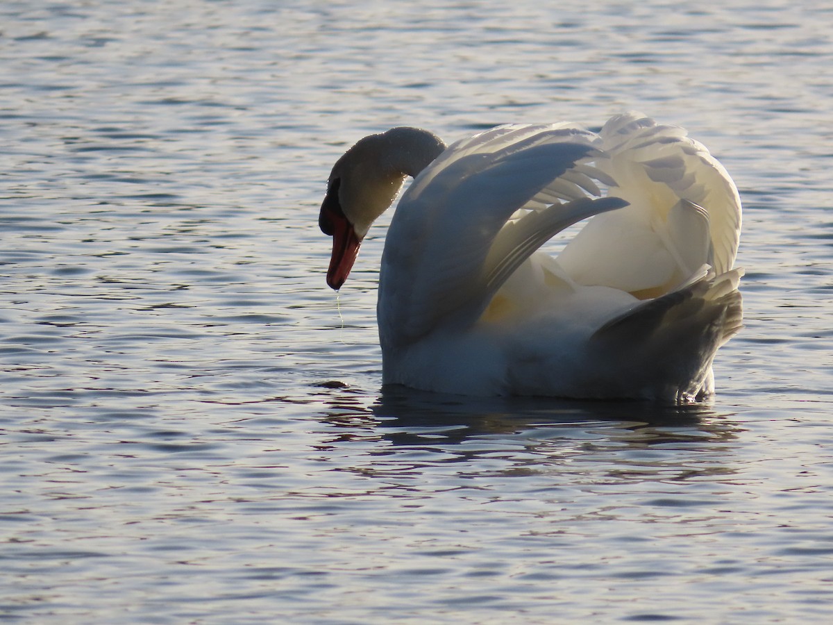 Mute Swan - ML615988608