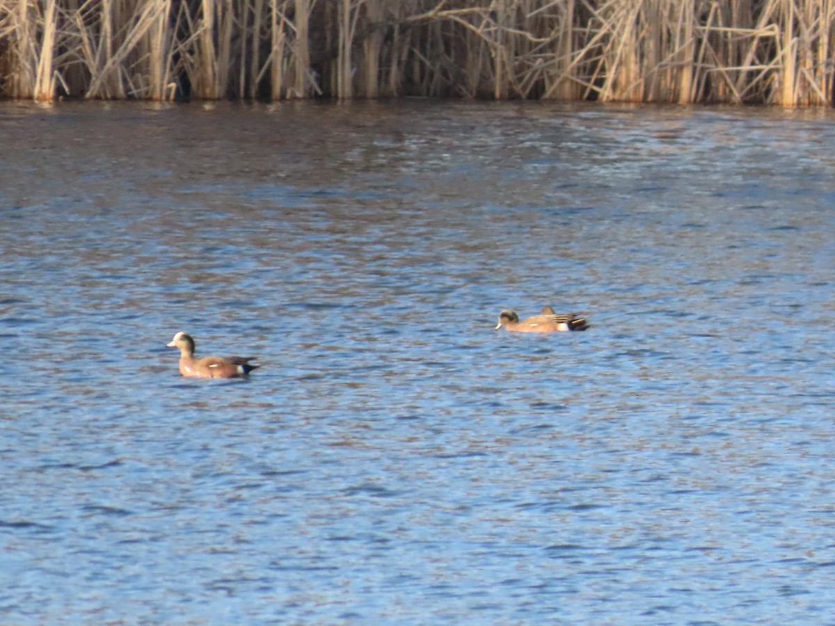 American Wigeon - ML615988615