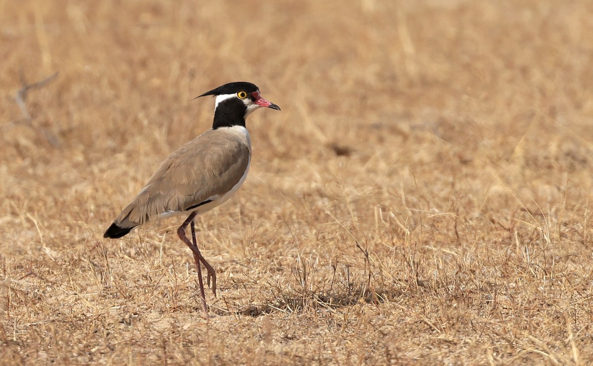 Black-headed Lapwing - ML615988640