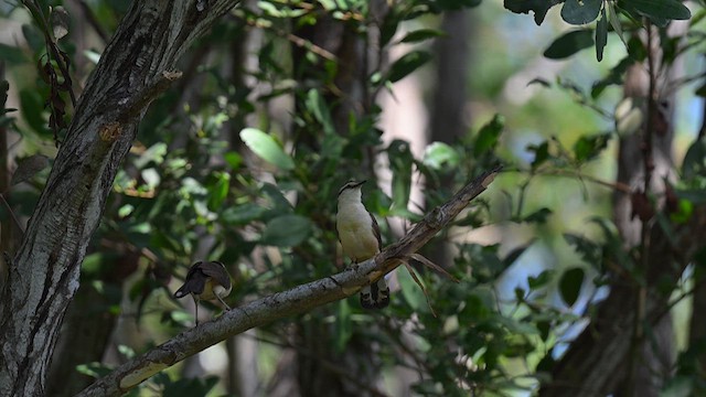 Bicolored Wren - ML615988648