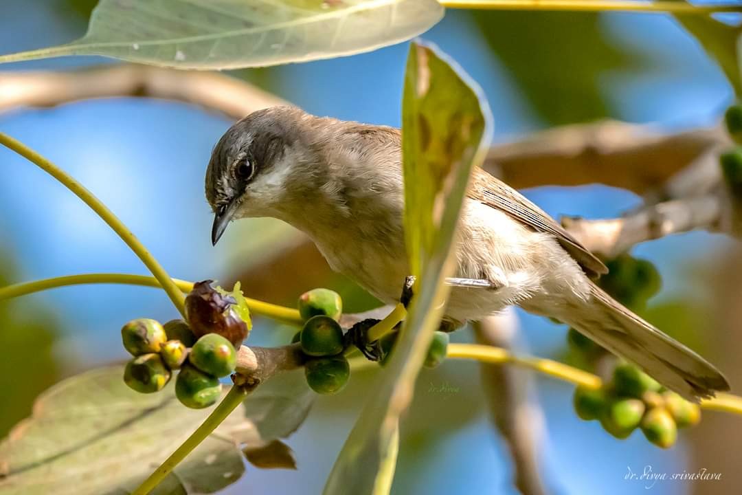 Lesser Whitethroat - ML615988652