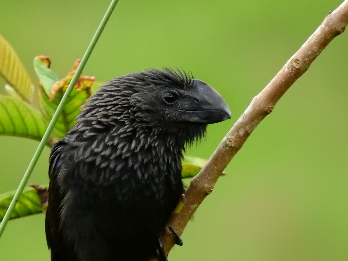 Smooth-billed Ani - ML615988684