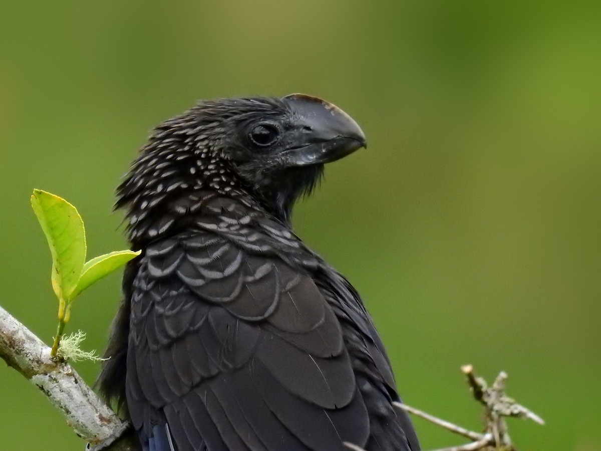 Smooth-billed Ani - ML615988686