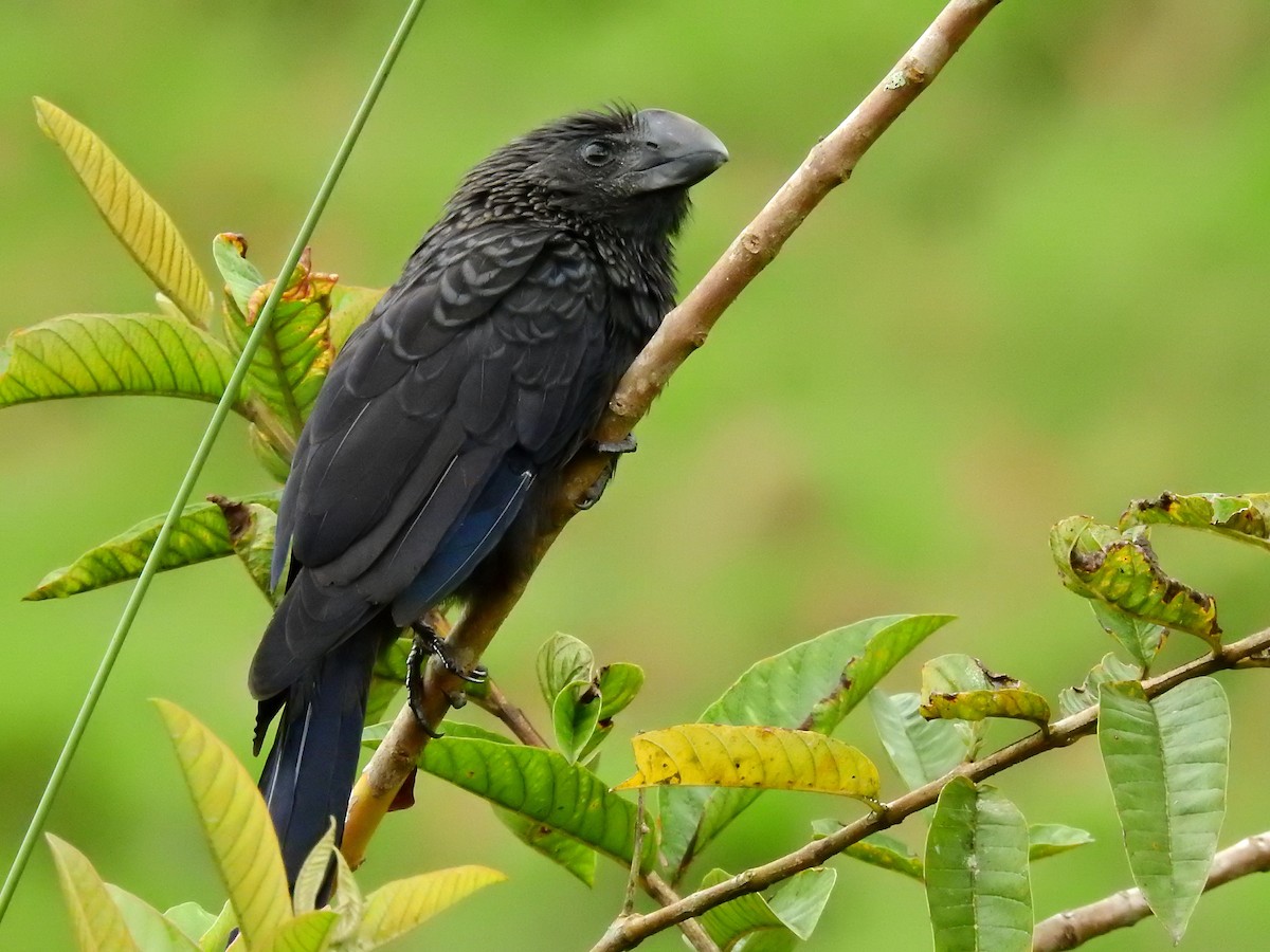 Smooth-billed Ani - ML615988687