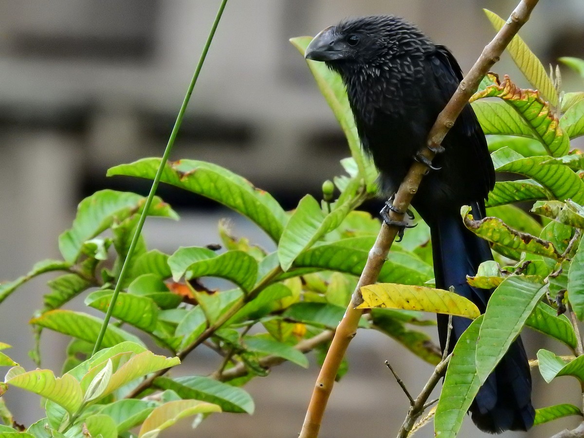 Smooth-billed Ani - ML615988689