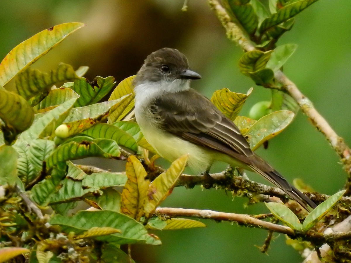 Short-crested Flycatcher - ML615988701