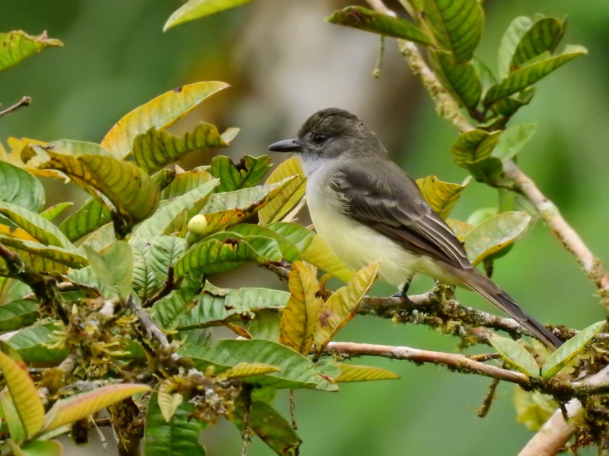 Short-crested Flycatcher - ML615988703