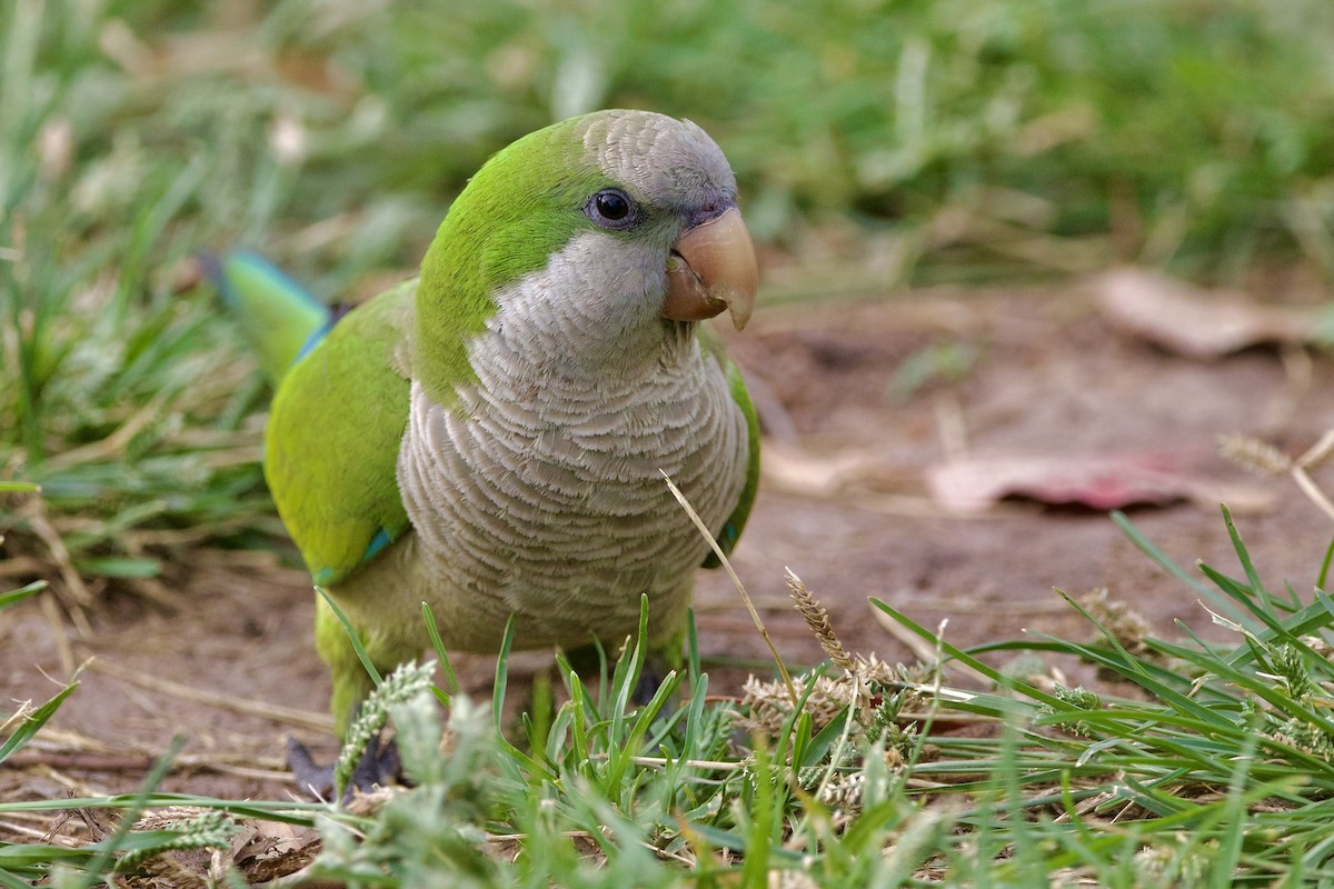 Monk Parakeet (Monk) - eBird