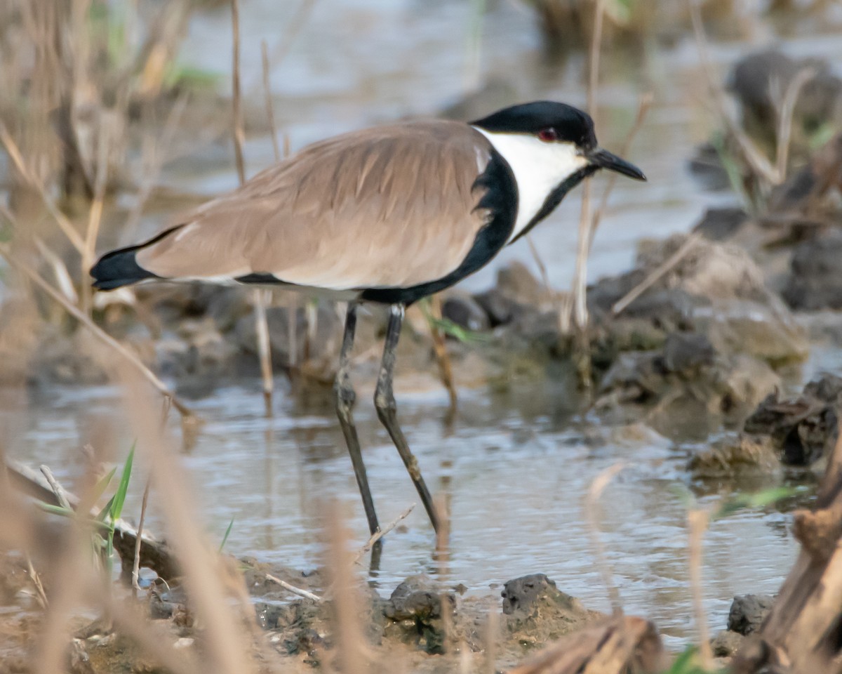 Spur-winged Lapwing - ML615988720