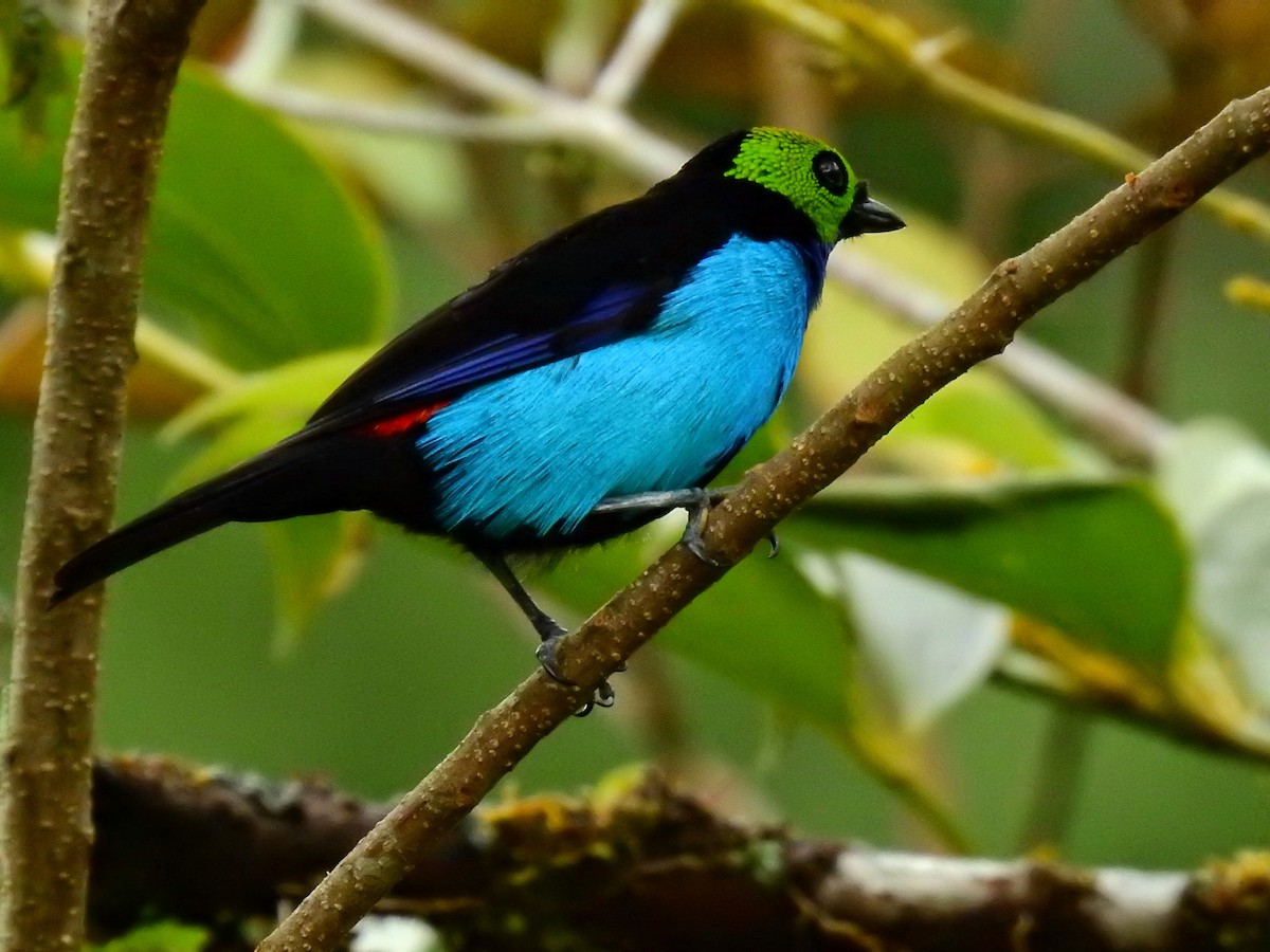 Paradise Tanager - ML615988733