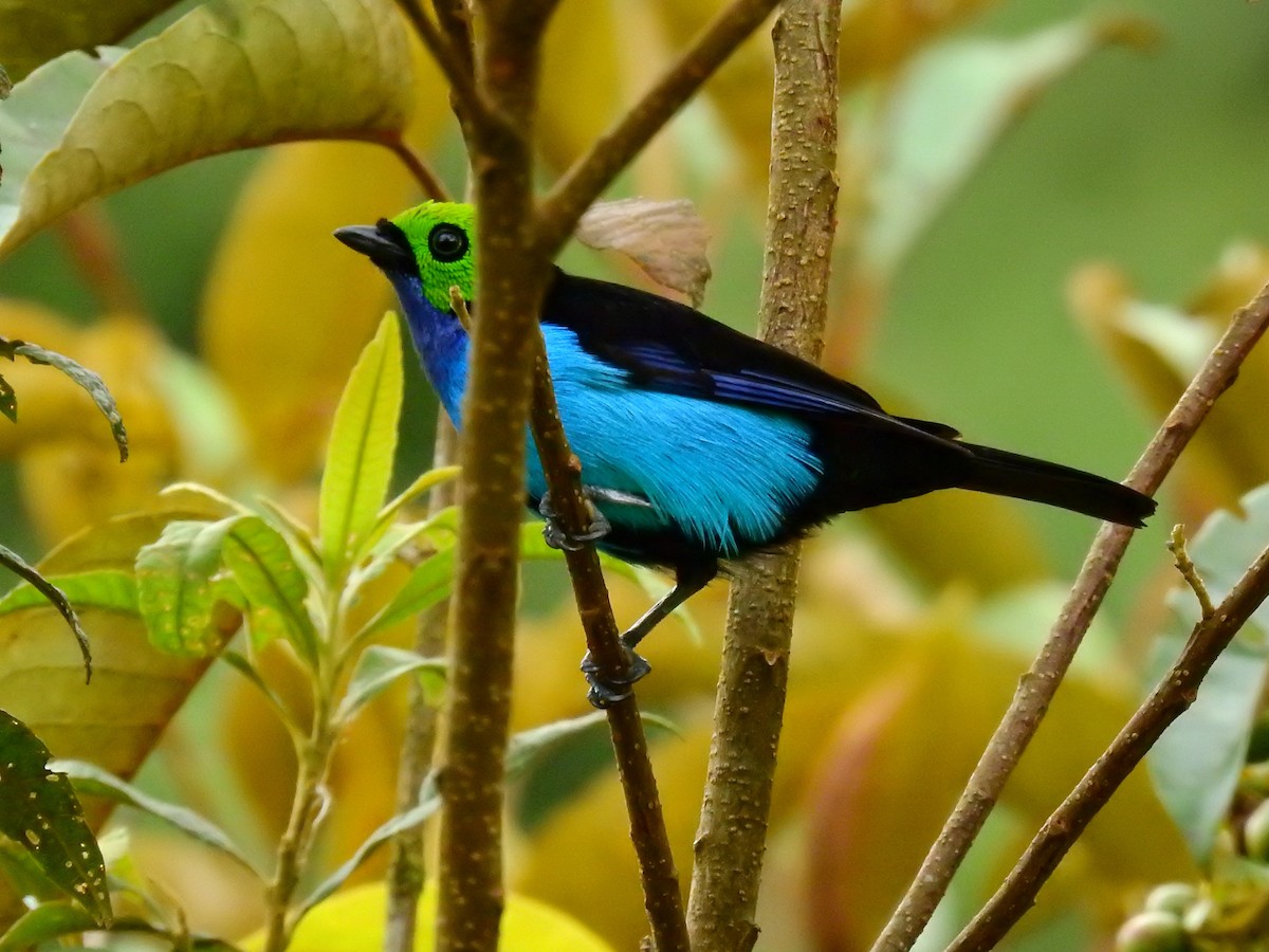 Paradise Tanager - ML615988734
