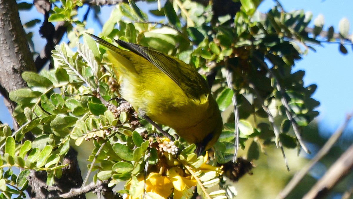 Amakihi de Hawai (virens) - ML615988745