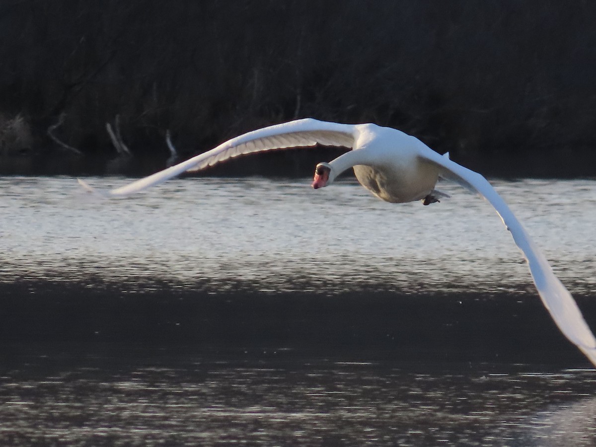 Mute Swan - Amy Burlingame