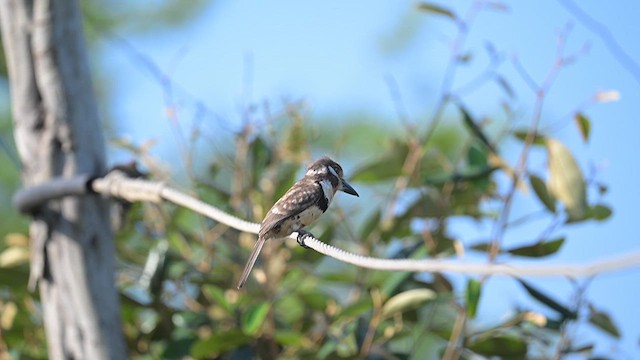 Russet-throated Puffbird - ML615988833