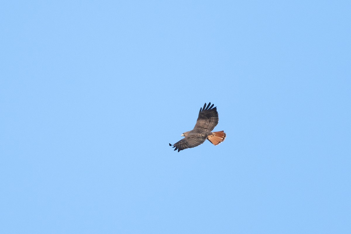 Red-tailed Hawk - Vanessa Lugin
