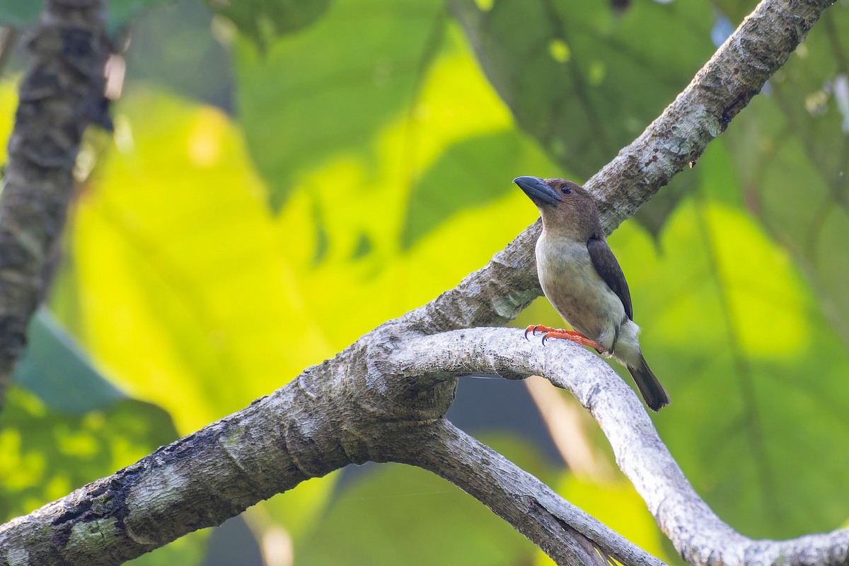 Sooty Barbet - Muangpai Suetrong