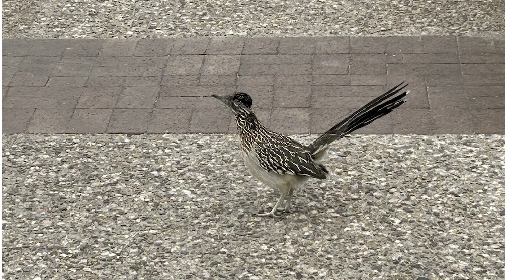 Greater Roadrunner - ML615988910