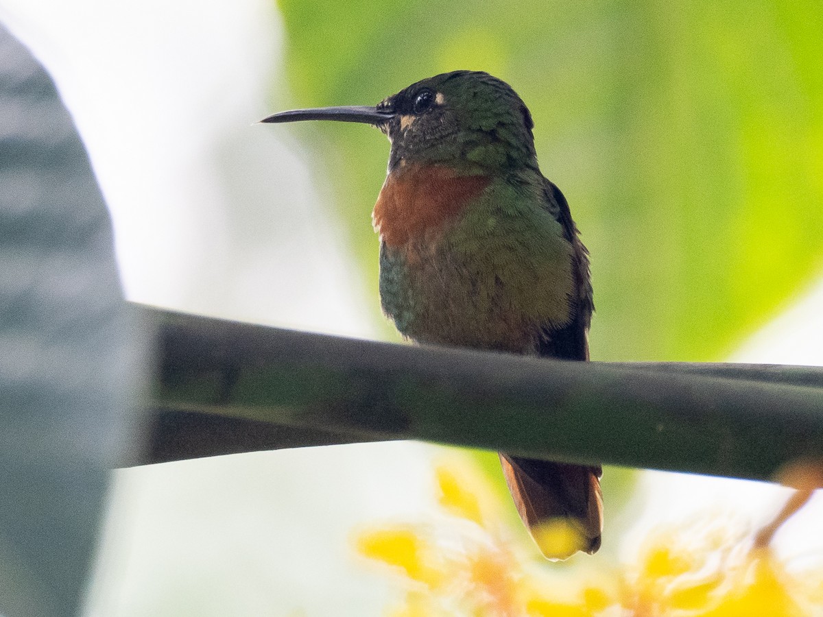 kolibřík nazlátlý - ML615989004