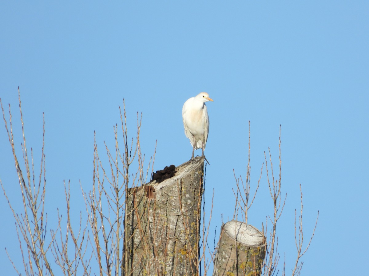 Western Cattle Egret - ML615989029