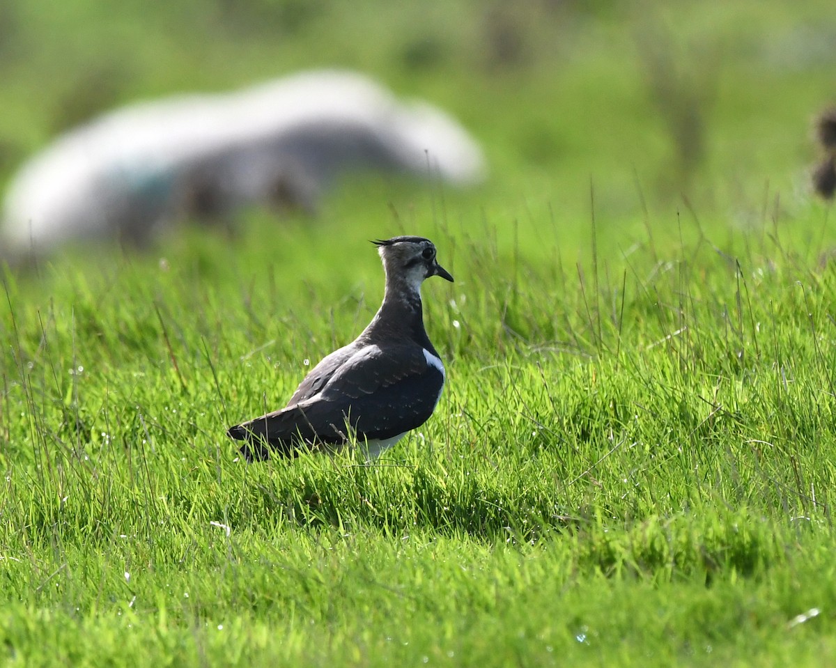 Northern Lapwing - A Emmerson