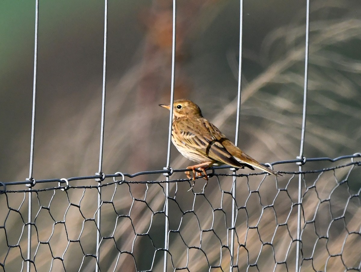 Meadow Pipit - A Emmerson