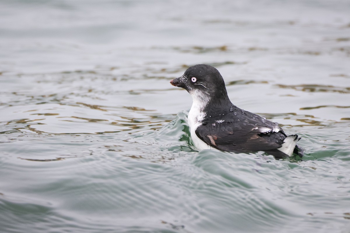 Least Auklet - ML615989275