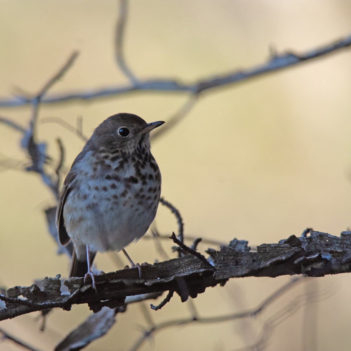 Hermit Thrush - ML615989318