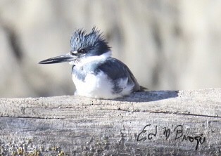 Belted Kingfisher - Ed M. Brogie