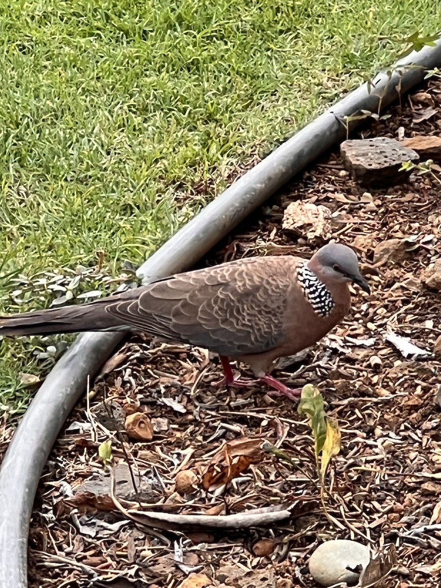 Spotted Dove - ML615989378