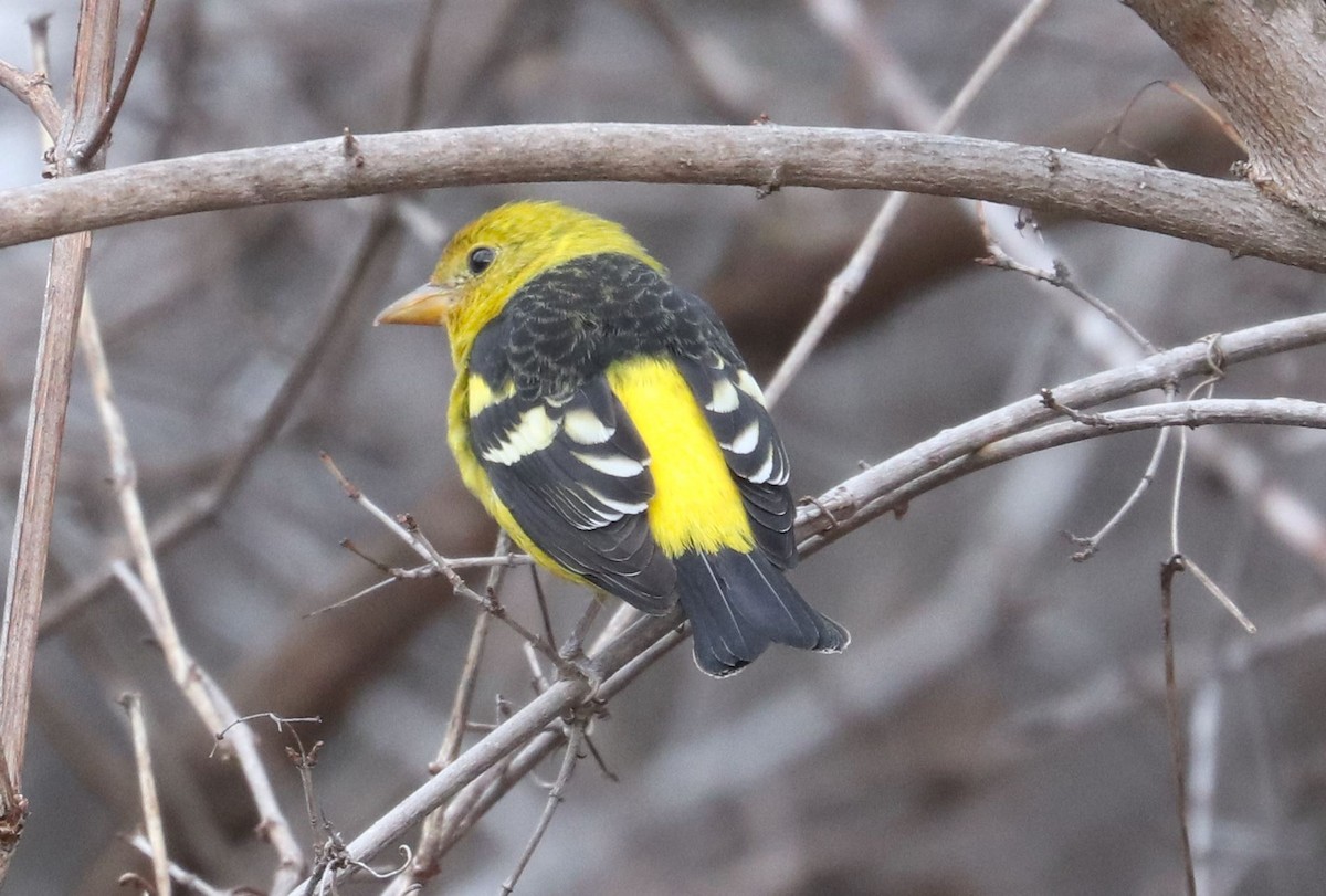 Western Tanager - ML615989399