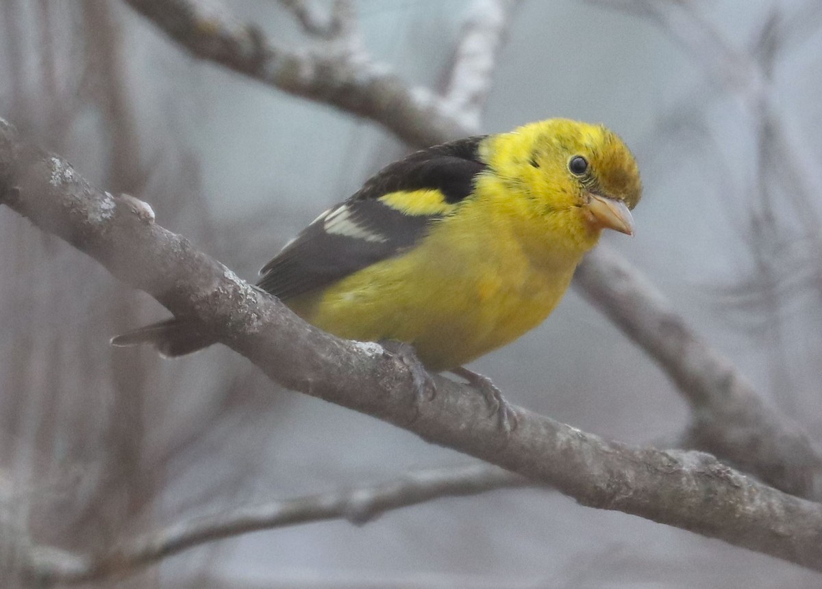 Western Tanager - ML615989400
