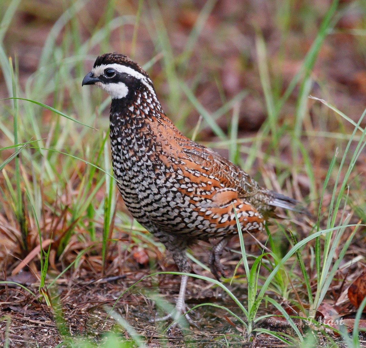Northern Bobwhite - Tom Mast