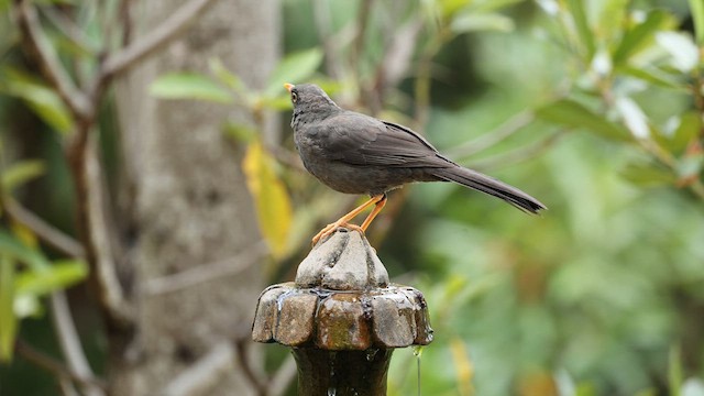 Great Thrush - ML615989421