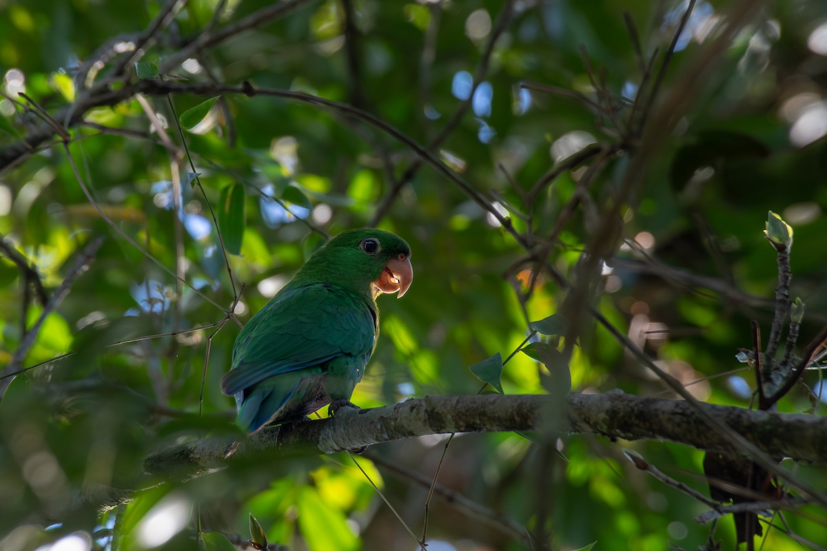 Blue-bellied Parrot - ML615989425