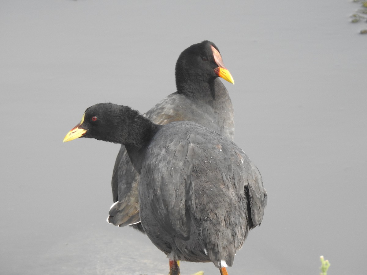 Red-fronted Coot - JESSICA ARRIGORRIA